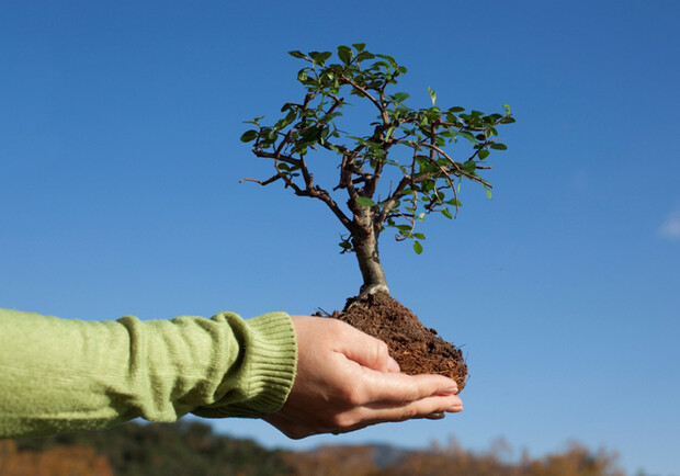 Посадить дерево в парке Горького - это оставить память о счастливом событии в своей жизни. Фото с сайта grodnonews.by