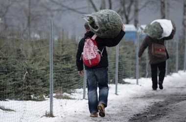 Неизвестный стал вымогать дерево. Фото с сайта: newsinphoto.ru.