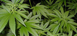 В Сочельник у запорожца отняли марихуану и белый порошок