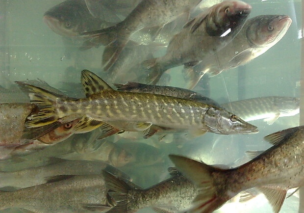 Живая рыба может быть опасной. Фото с сайта koka.mopoto.com.