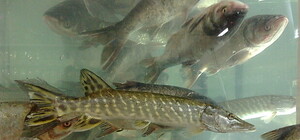 Получи ответ: куда девается непроданная живая рыба из супермаркетов