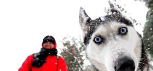 Карта выходных в Киеве: идем на чемпионат северных собак, слушаем 