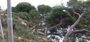 На ЮБК в Мисхорском парке пилят вековые сосны