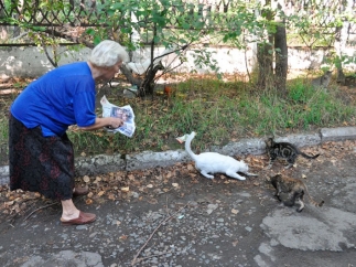 Кормить кошек и собак возле подъездов теперь нельзя. Фото: biwork.ru.