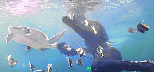 Океанариум приглашает: смотрим на скатов, акул, крабов и детенышей крокодила