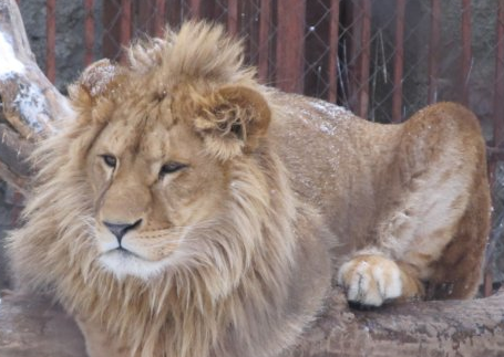 Лев ежедневно должен съедать 7 - 8 кг мяса. Фото с сайта Харьковского зоопарка.