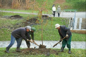 На Клочковской высадили клены. Фото с сайта городского совета. 