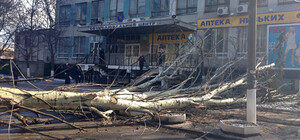 На Калинина упавшее дерево преградило дорогу автомобилям