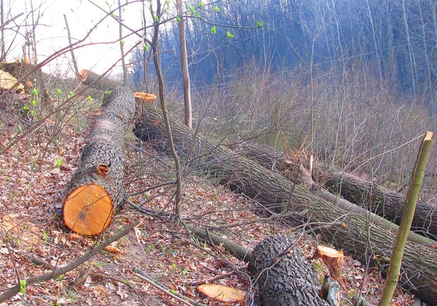 Новость - Коммуналка - Экологи бьют тревогу: в Саржином Яру вырубают последние столетние дубы