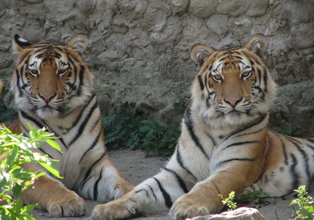 Акции в защиту амурского тигра и леопарда в Харьковском зоопарке проводят вот уже 7 лет. Фото с сайта zoo.kharkov.ua