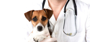 Добрый доктор Айболит: откровения ветеринара в профессиональный праздник