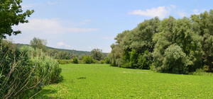 Тропический гость: пистия вновь атакует реки Харьковщины