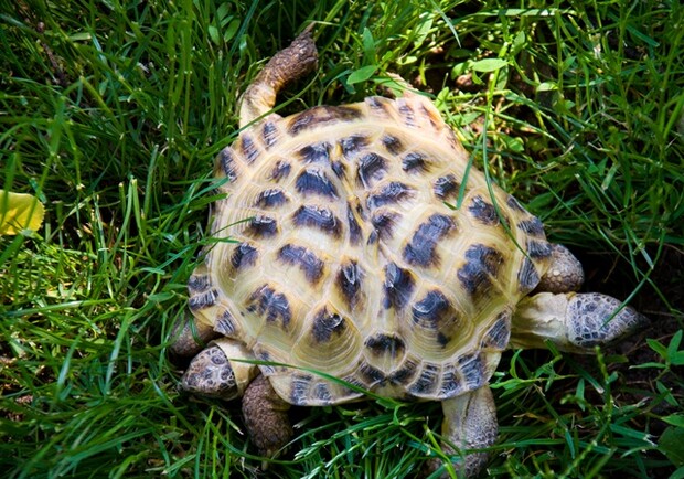 Двуглавая черепаха. Фото с сайта kp.ua.