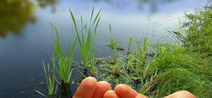 Троица-2014: как отпраздновать и что можно делать