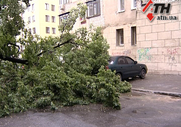 Новость - Коммуналка - В центре города опять упало дерево