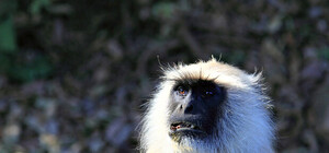 Хозяин обезьяны, убившей младенца, держал дома еще и медведя