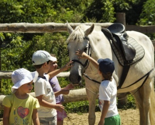 День Лошади отпразднуют 30 августа. Фото с сайта Харьковского зоопарка. 