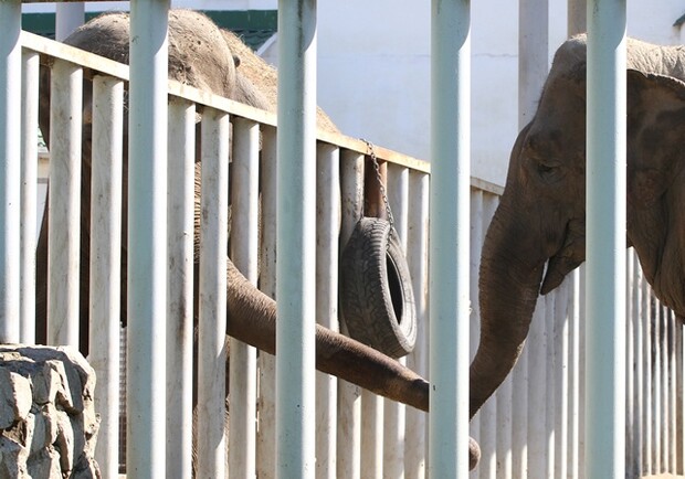 Новость - Досуг и еда - Беременность харьковской слонихи Тенди снова под вопросом