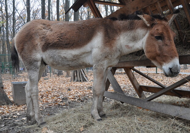 Новость - Досуг и еда - Feldman Ecopark подарил Харьковскому зоопарку кианга