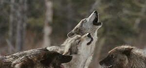 Под Харьковом стаи волков нападают на домашних животных