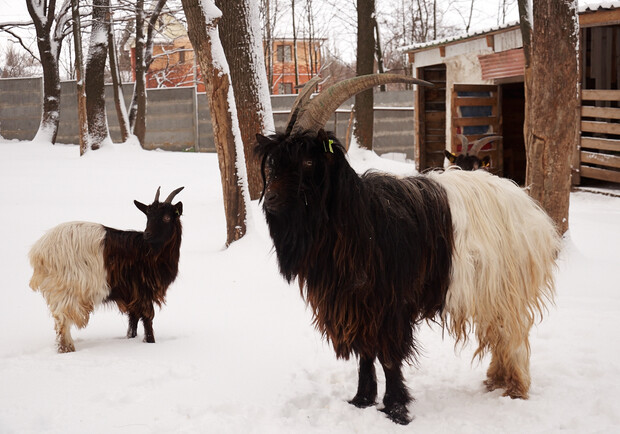 Новость - Досуг и еда - Сходи и посмотри: в Feldman Ecopark появились валлийские козы