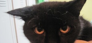 В колбасном цеху бездомный кот съел балыков на шесть тысяч гривен