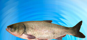 Несколько снарядов попали в Северский Донец и оглушили рыбу