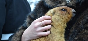 Когда придет весна: сурок Тимка II сказал свое слово