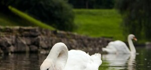 Отримай відповідь: де і як зимують львівські лебеді