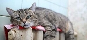 Харьковчанам теперь будут подавать тепло по графику