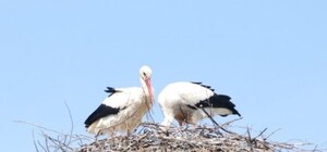 Фотофакт: львівські енергетики допомагають лелекам будувати оселі
