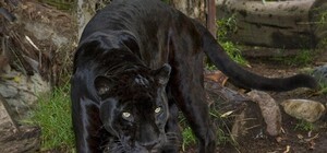 Харьковчанка, которая в зверинце чуть не стала жертвой ягуара, зашла в клетку в наушниках