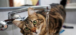 Запасайся: три района Одессы сегодня оставят без воды