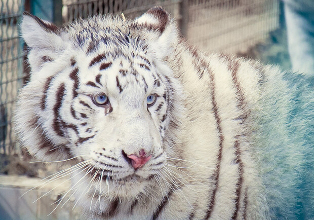 Новость - Досуг и еда - Помоги назвать: в  Feldman Ecopark поселились белые тигры