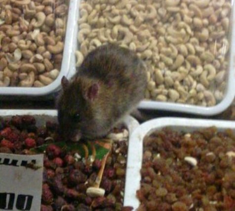 Новость - События - На рынке на Героев Труда по прилавкам лазят крысы