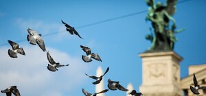 Городян та гостей міста просять не годувати голубів на вулицях Львова
