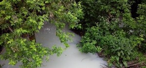 Экологи утверждают,что загрязнение Роганки может привести к замору рыбы