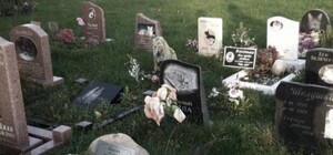 Мертвые животные окружают детский сад на Героев Сталинграда