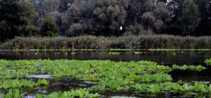 Северский Донец  может снова зарасти африканскими водорослями