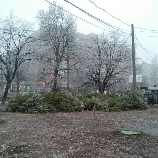 Новость - События - В Харькове начали продавать новогодние елки