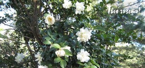 В Алуште расцвели камелии, сакура и розы [Фото]