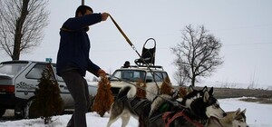 Устроили праздник: харьковчане выгуливали собак из приюта