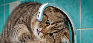 Частину Львова відімкнули від водопостачання за борги