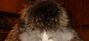 Победитель года: полтавчанин решил выпить с девушками, а они украли шубу его жены