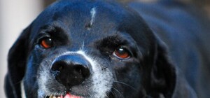 Под Харьковом нескольких человек искусала бешеная собака – ситуация с вакцинами критическая