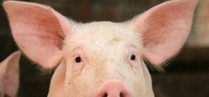 Под Харьковом сожгли свинью, заболевшую сибирской язвой