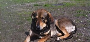 Поможем Малышу: в Киеве ищут дом собаке, у которой умер хозяин