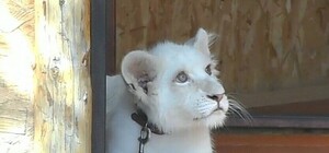 Фотофакт: О чем мечтает белый львенок?