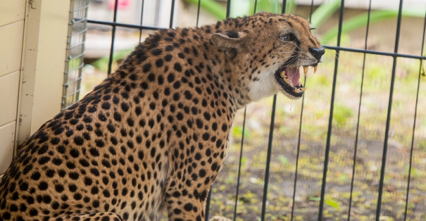 Новость - Досуг и еда - В Харьковском зоопарке появился гепард