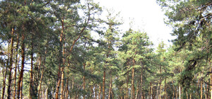 В украинских лесах запрещено шуметь: узнай почему